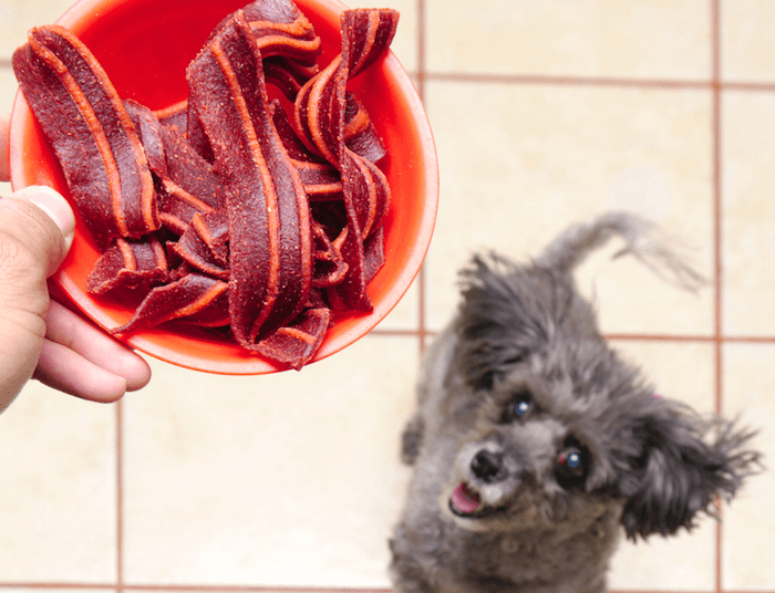 dog with raw bacon